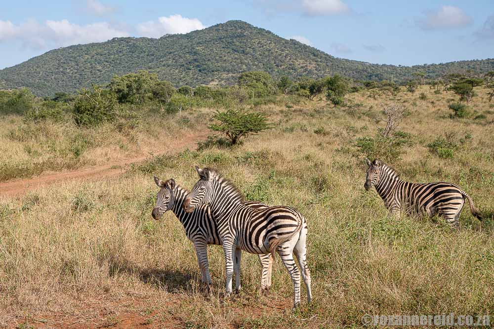 Manyoni Game Reserve, KwaZulu-Natal, South Africa