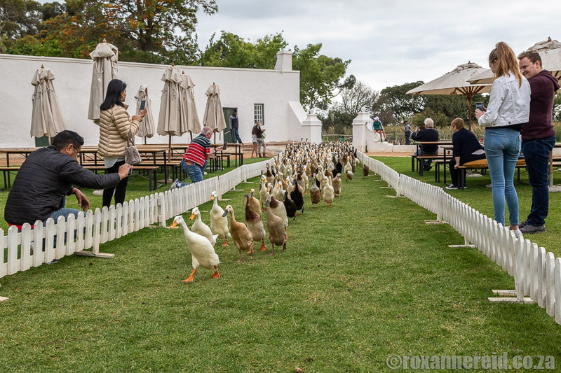 Vergenoegd duck parade, Stellenbosch