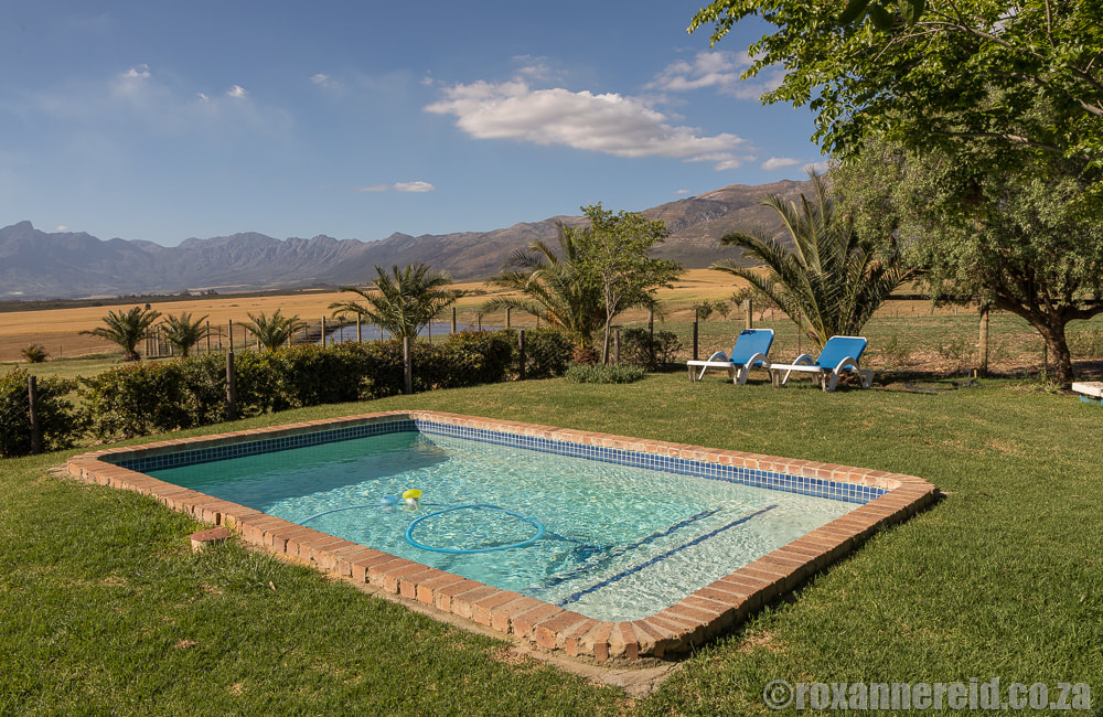 Swimming pool, Eikelaan farmstay near Tulbagh in the Cape Winelands