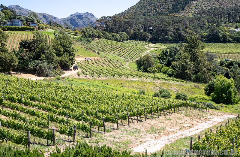 Constantia vineyards: Constantia  Glen