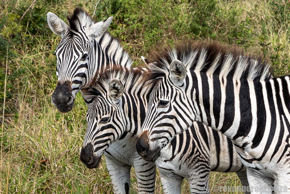 Hluhluwe-Imfolozi Park: zebras