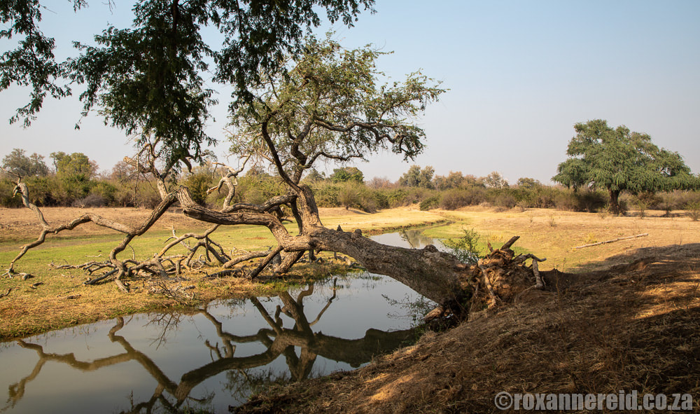 Zimbabwe safari at Mana Pools