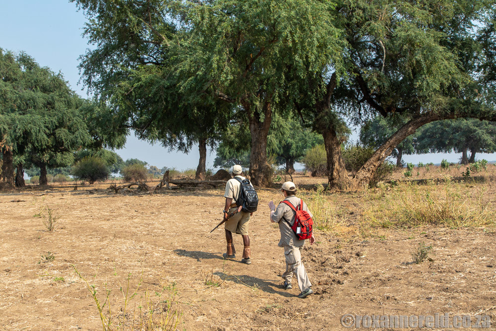Walking safari at Sapi Zimbabwe