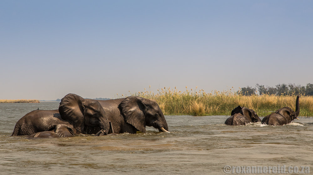 Elephants walking across the Zambezi, Mana Pools Zimbabwe