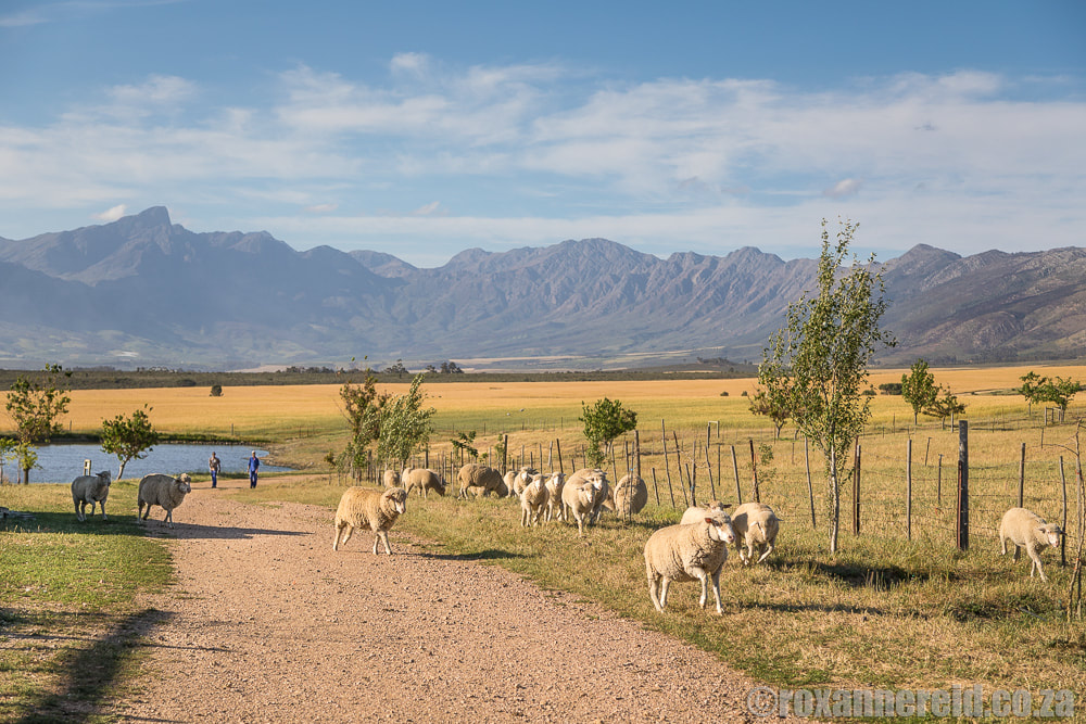 Sheep, Eikelaan farmstay near Tulbagh in the Cape Winelands