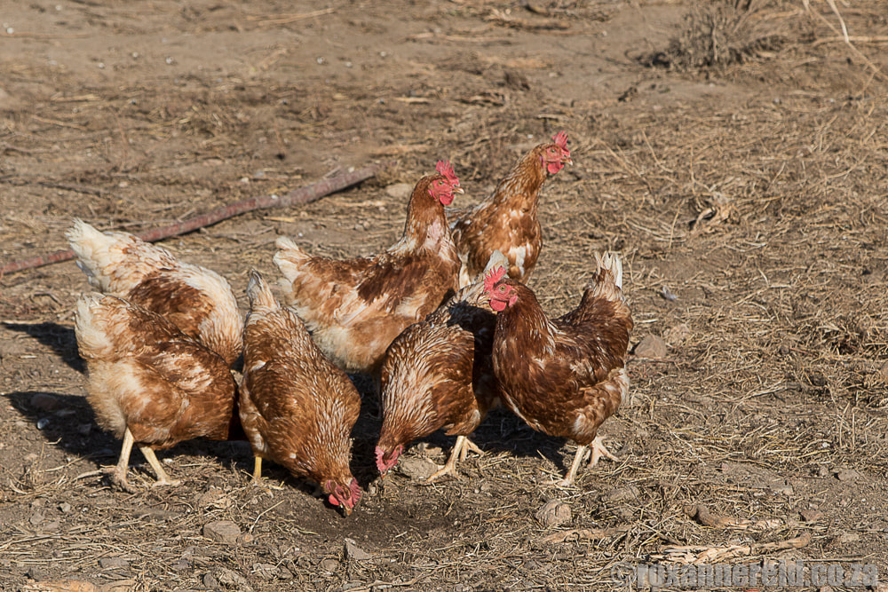 Free range hens, Eikelaan farmstay near Tulbagh in the Cape Winelands