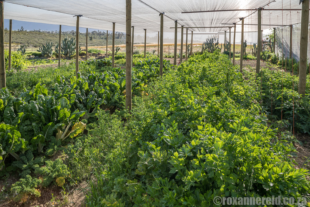 Organic veggie garden, Eikelaan farmstay near Tulbagh in the Cape Winelands