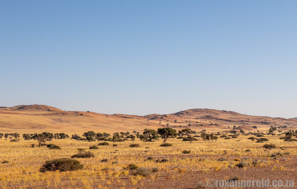 Desert scenery near Sossusvlei