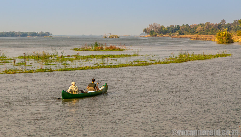Canoe paddlers on the Zambezi River, Greater Mana Expedition at Sapi and Mana Pools Zimbabwe