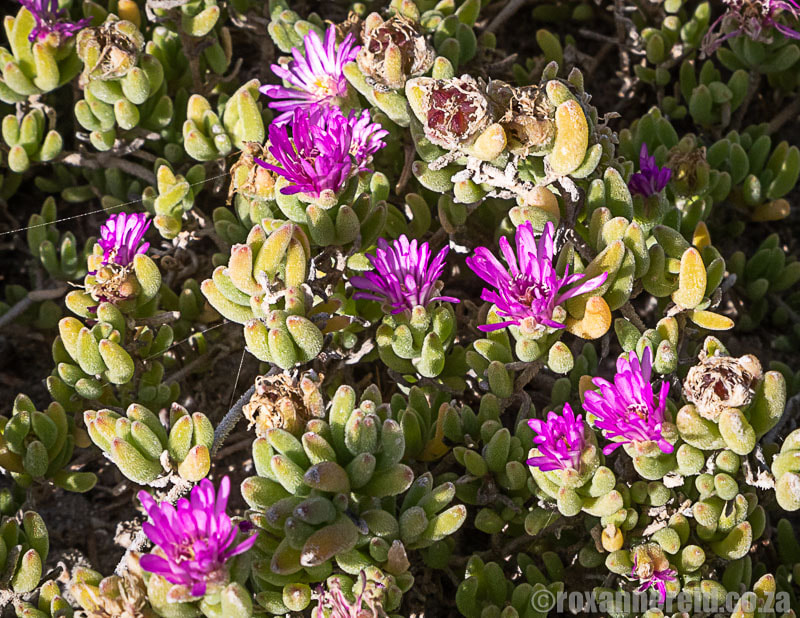 Flowers at Agulhas National Park