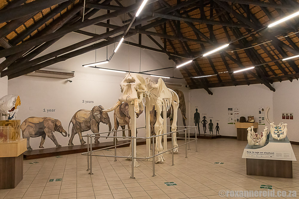 Skeleton and elephant facts at Letaba rest camp, Kruger