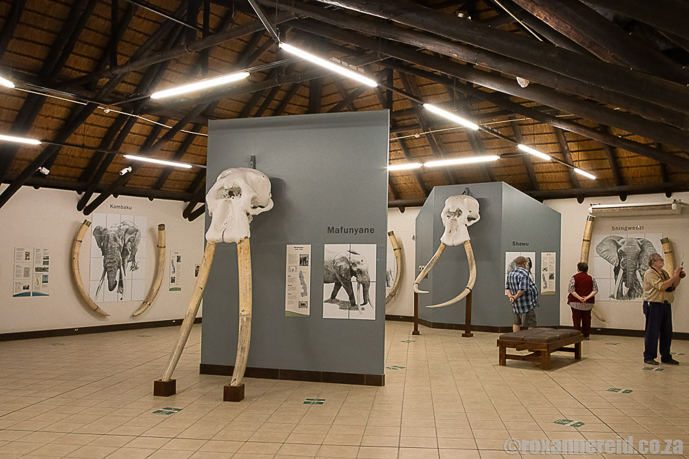 Magnificent Seven tuskers display at Letaba rest camp
