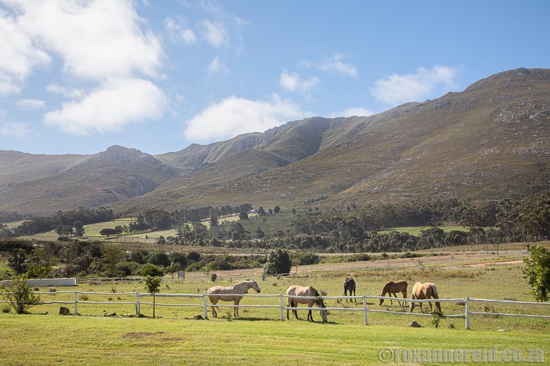 Horses in Stanford, South Africa