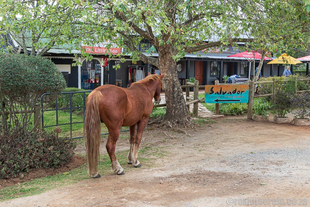 Kaapsehoop horses