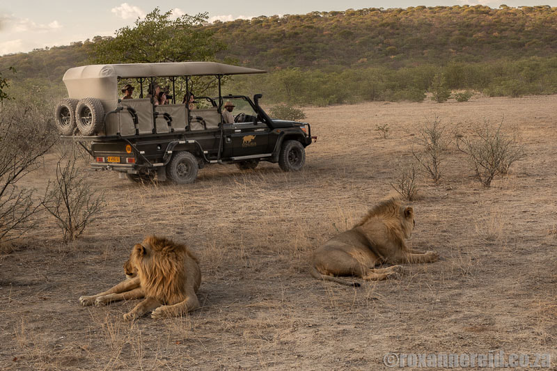Lions at Ongava Game Reserve, Etosha, Namibia