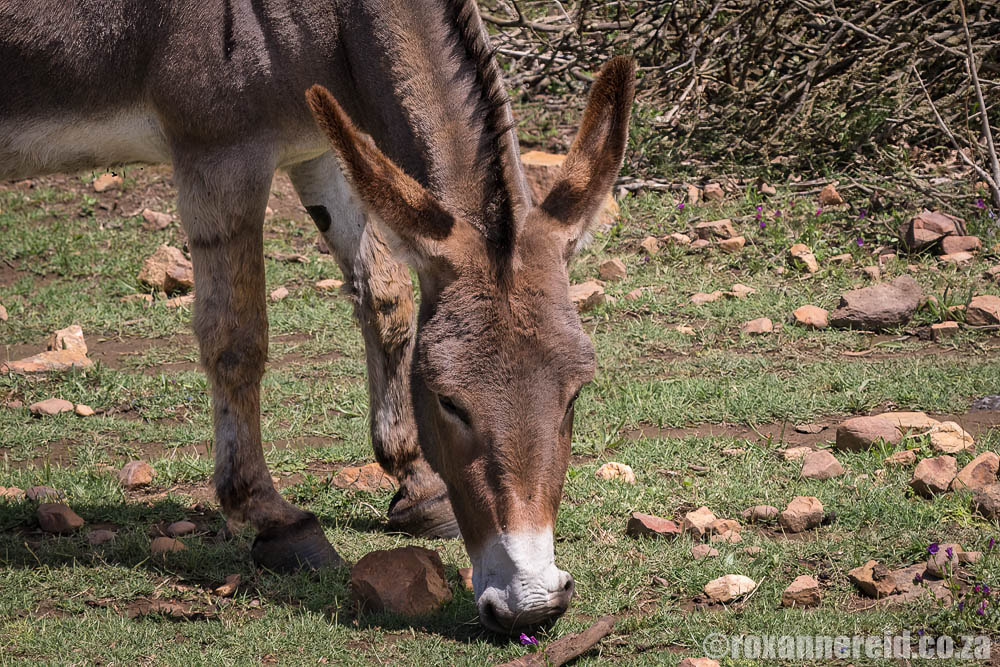 Visit the Greyton donkey sanctuary called EARS