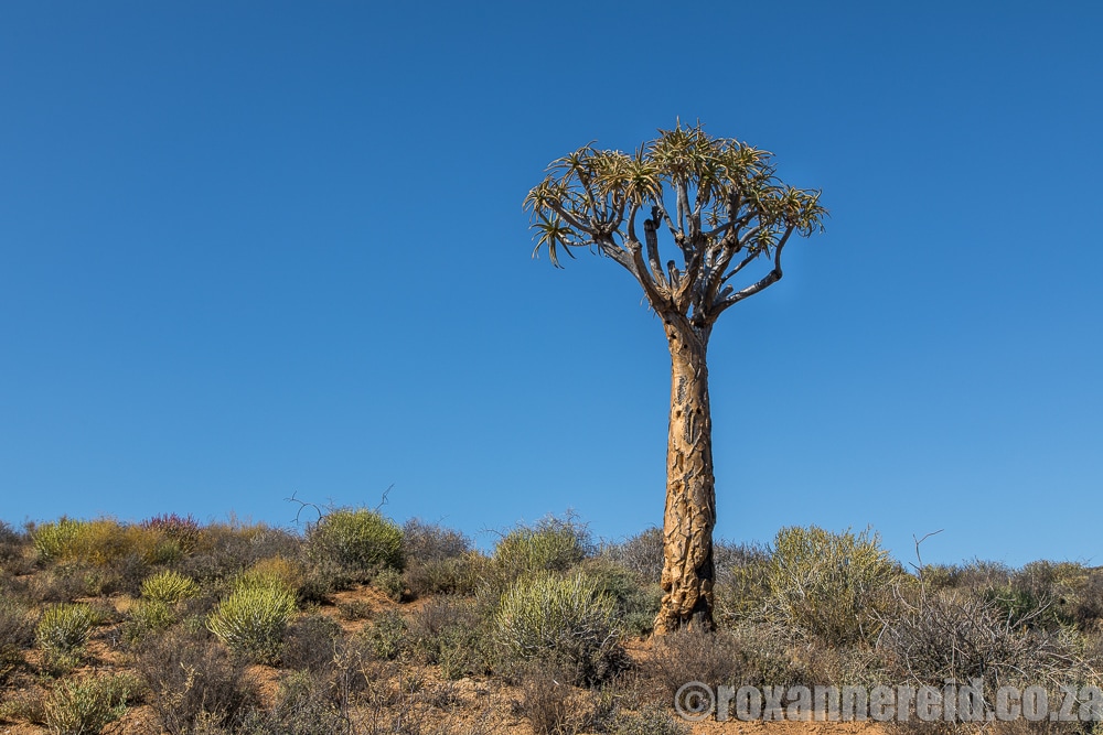 Quiver tree, Namaqua National Park, South Africa