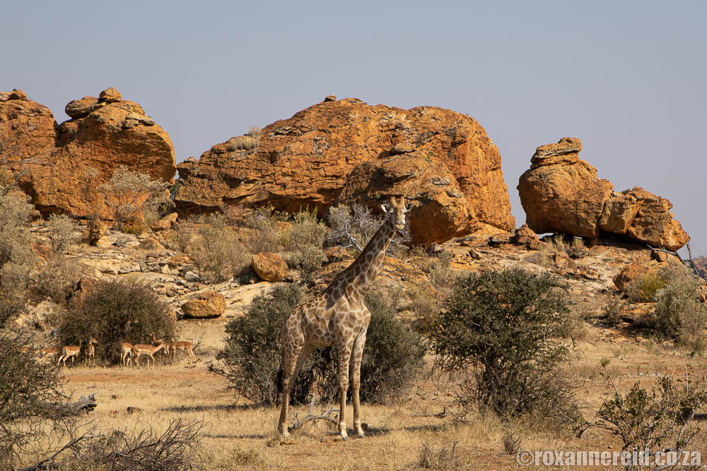 Giraffe, Mapungubwe National Park