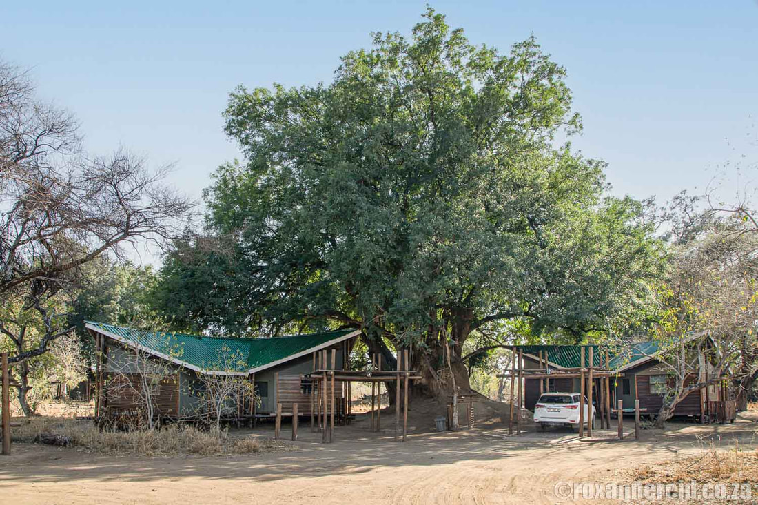 Mapungubwe accommodation: Limpopo Forest Camp