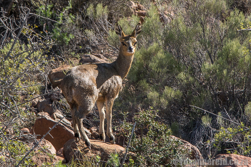 Klipspringer, Karoo