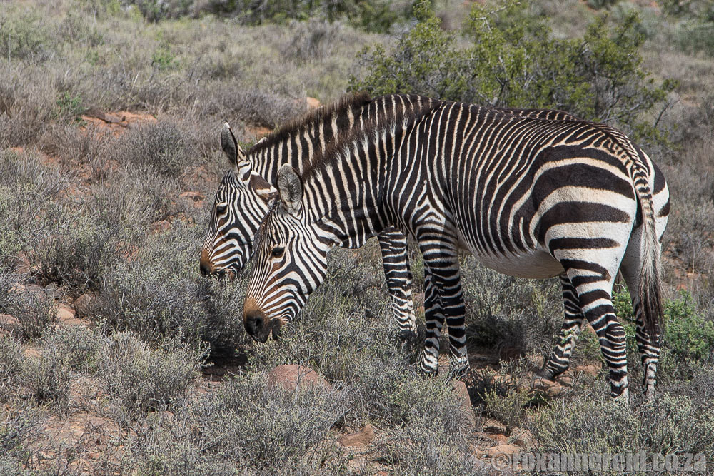 Mountain zebras, Camdeboo National Park
