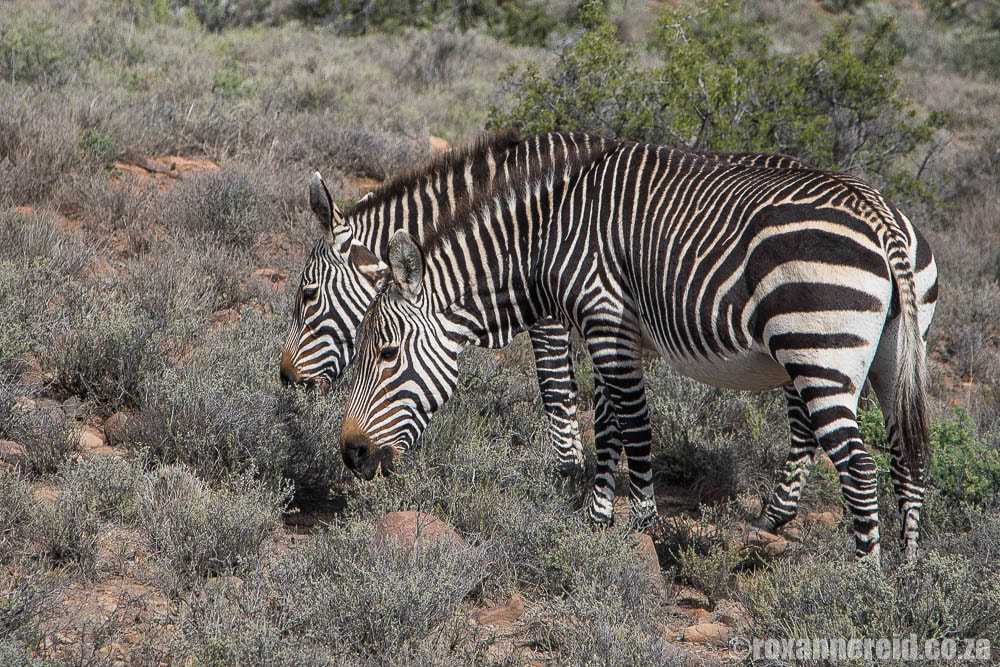 Cape mountain zebra at the Karoo park