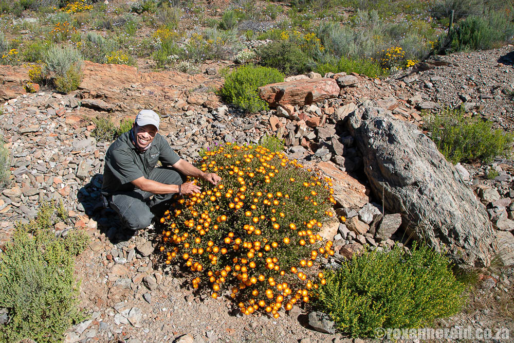 Colourful flowers at White Lion Lodge on the Sanbona Wildlife Reserve