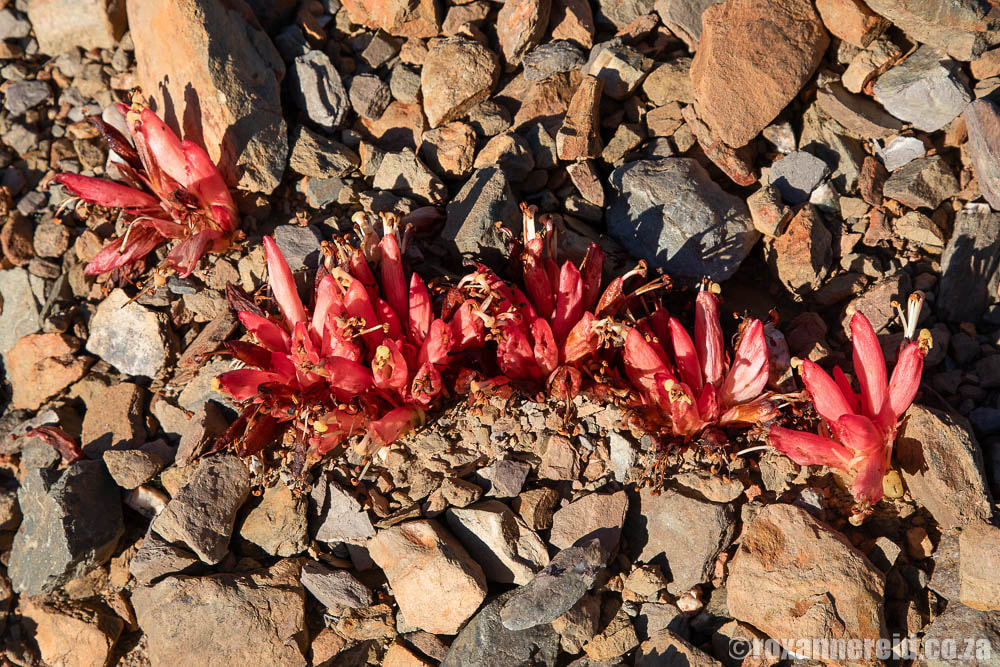Flowers grow among rocks and stones at Sanbona Wildlife Reserve on Route62