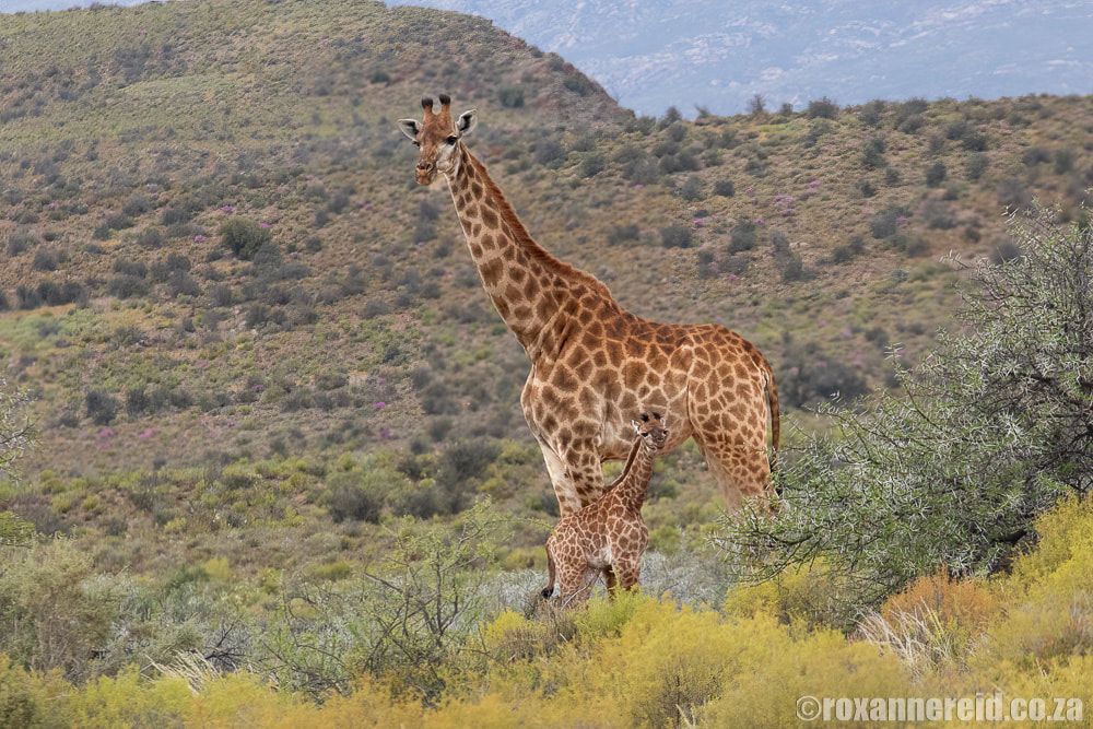 Giraffe and calf at  Sanbona Wildlife Reserve