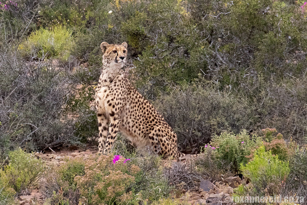 Cheetah at Sanbona Wildlife Reserve, Little Karoo