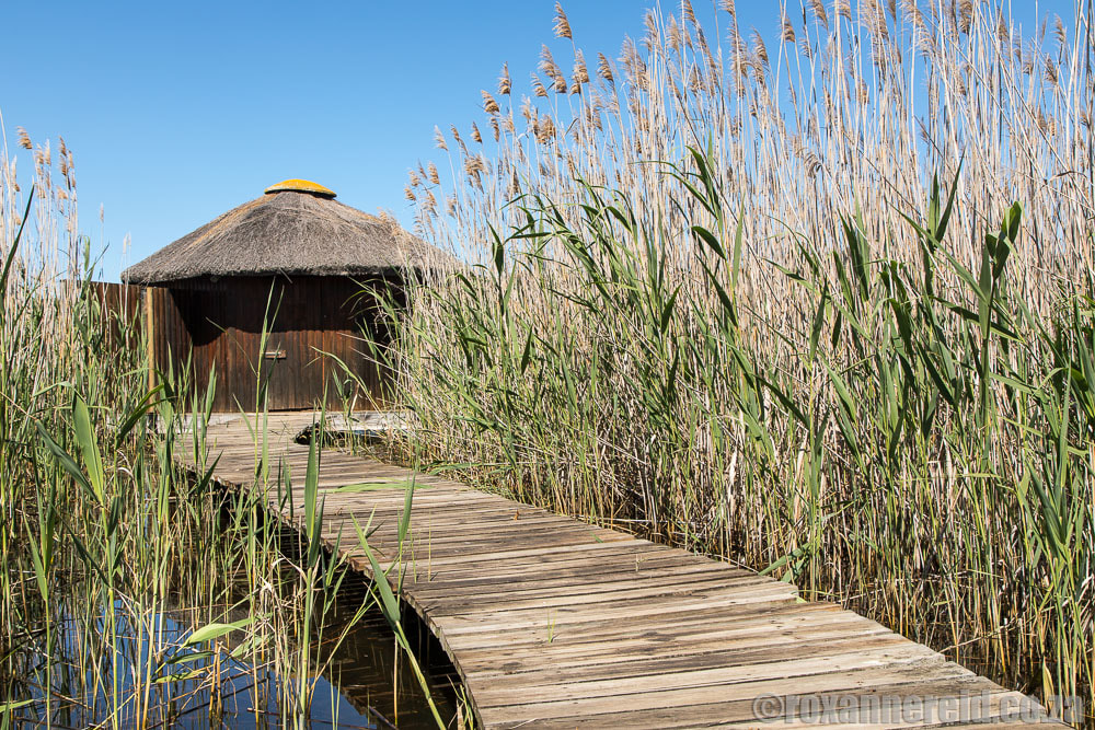 Things to do in Wilderness on the Garden Route: birding