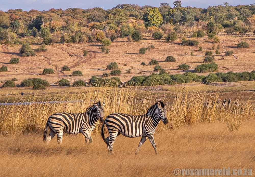 Zebras on the Chobe River flood plain