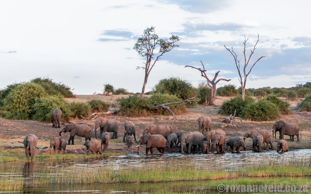 Chobe safari: elephants drinking from the Chobe River in Chobe National Park