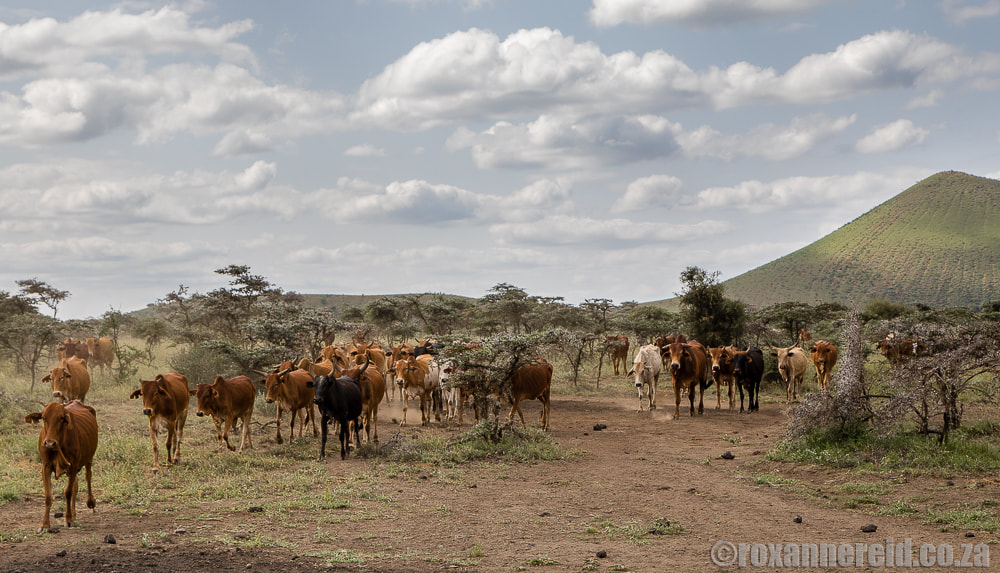 Maasai cows, ol Donyo, Kenya’s Chyulu Hills