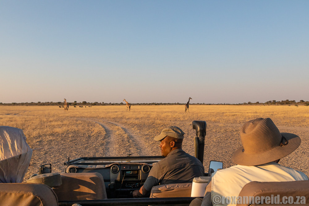 Giraffe in the Kalahari on a Botswana safari