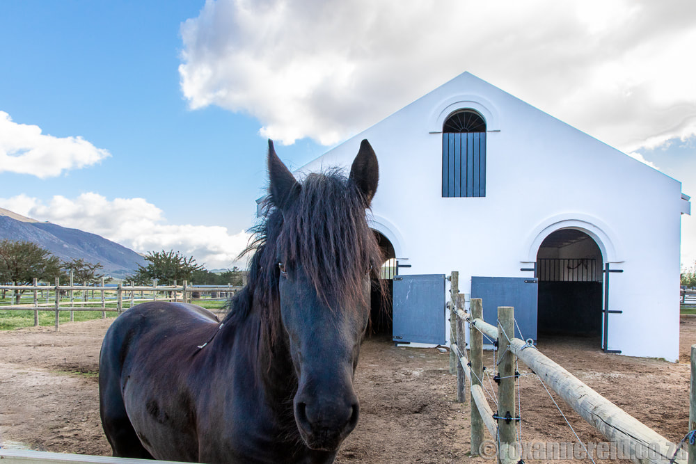 Things to do in Botrivier: go horse riding
