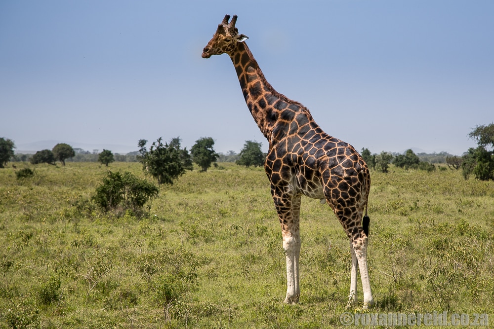 Rothschild's giraffe, Lake Nakuru, Kenya