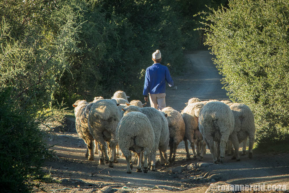 Sheep herding, Ganora guest farm