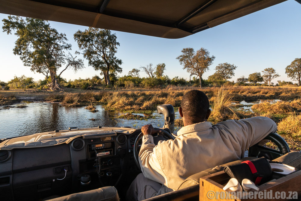 Safari Botswana: game drive in an open vehicle
