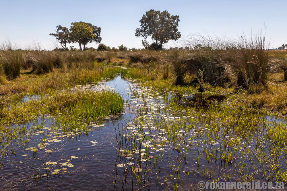 Okavango safari at Duba Expplorers