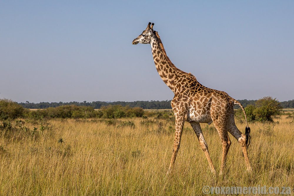 Giraffe, Maasai Mara, wildlife of Kenya
