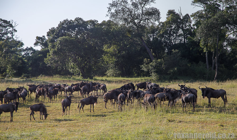 Wildebeest, Kenya's Maasai Mara