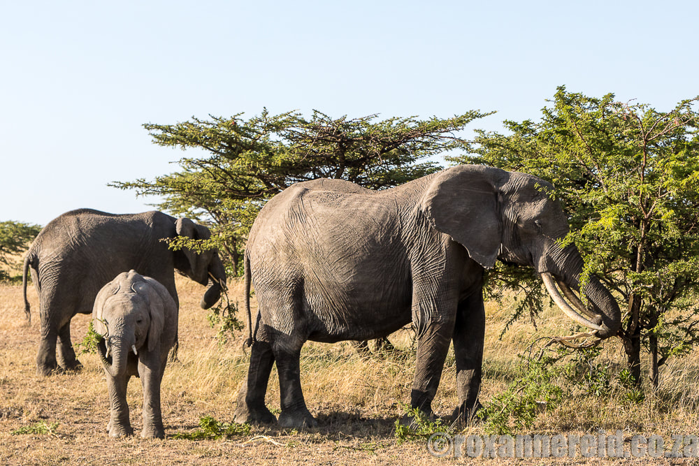 Elephants, Mara Expedition Camp, Maasai Mara, Kenya