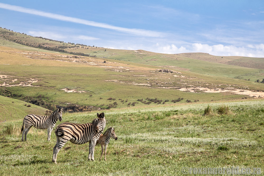 Game viewing at Golden Gate Highlands National Park, South Africa