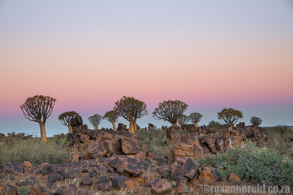 Quivertree Forest and Giants Playground near Keetmanshoop