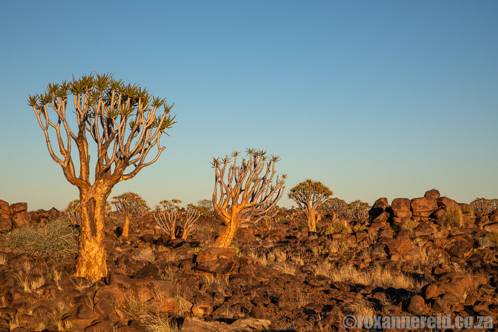 Quiver trees at Mesosaurus Fossil Camp near Keetmanshoop, Namibia