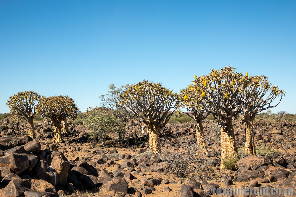 Quiver Tree Forest, Namibia - the Afrikaans name is kokerboom