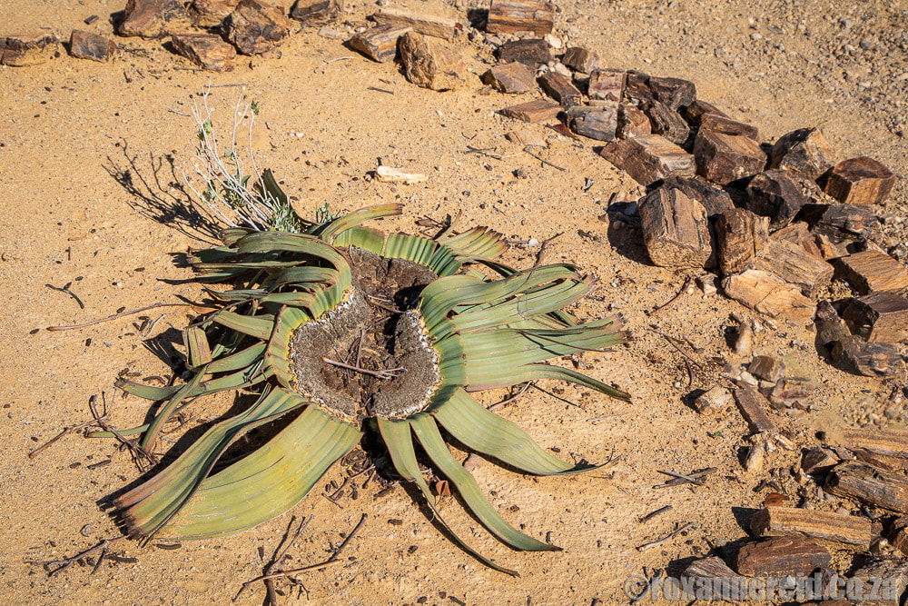What to see in Namibia: welwitschia plants