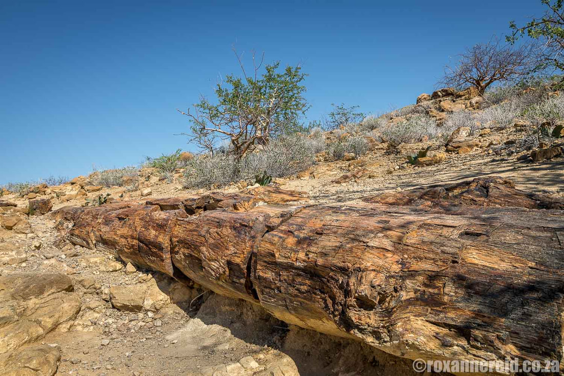 Fossilised tree trunk at the Petrified Forest, Damaraland