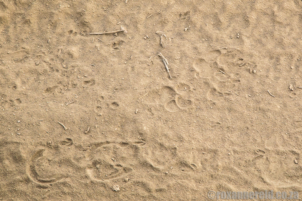 Identify wildlilfe tracks on a walking safari in the Serengeti National Park, Tanzania